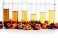 Oil palm biofuel biodiesel with test tubes on white background. Royalty Free Stock Photo