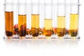 Oil palm biofuel biodiesel with test tubes on white background. Royalty Free Stock Photo