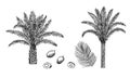 Oil palm, Elaeis guineensis, trees, leaves and nuts, isolated on white background. Illustration in retro engraving style