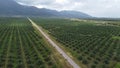 Oil palm estate in Johor Malaysia Ledang