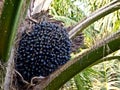 An oil palm fruit branch of the tree Royalty Free Stock Photo