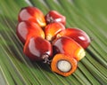 Oil palm fruit Royalty Free Stock Photo
