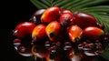 Oil palm fruit drupe, tree nectar for food and cosmetic industry. Vegetable fat or palmitic acid. Palm kernel vegetable oil