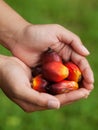 Oil palm fruits Royalty Free Stock Photo