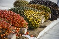 Oil palm fruits in plantation is important agriculture economy in tropics Asia Royalty Free Stock Photo