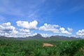 Oil palm garden in South of Thailand.