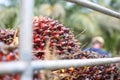 Oil palm kernel collected by plantation workers and placed by side of plantation in mini truck. Ready ship to palm oil industry Royalty Free Stock Photo