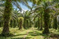 Oil palm plantation