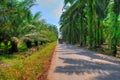 Oil Palm Plantation