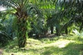 Oil Palm Plantation