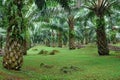 Oil palm plantation