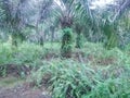 Oil palm plantation with nephrolepis biserrata as the grand cover Royalty Free Stock Photo