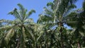 Oil palm plantation and sunlight VDO 4K