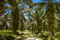 Oil palm plantation