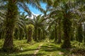 Oil palm plantation