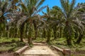 Oil palm plantation