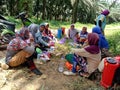 oil palm plantation workers take a break for lunch Royalty Free Stock Photo