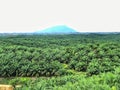 Oil palm plantations