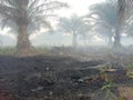 Oil palm plantations affected by forest and land fires in Kalimantan.