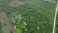 Oil palm plantations in Riau