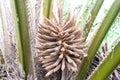 Oil Palm tree and fruits branch in agriculture farm plantation