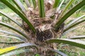 Oil palm tree