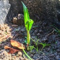 Oil palm tree seedlings one month Royalty Free Stock Photo