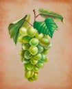 Oil pastel painting of some white grapes Royalty Free Stock Photo