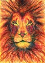 Oil pastels painting of abstract colored lion, red feline, fire, portrait of wild animal