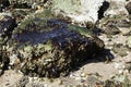 Oil Polluted Beach Rocks