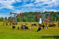 Oil production in Russia. A herd of cows grazing in a meadow between two oil pumps Royalty Free Stock Photo