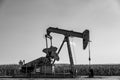 Oil pump jack against an open sky in a rural midwest corn field Royalty Free Stock Photo