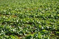 Oil radish, green manure, cultivation in autumn Royalty Free Stock Photo