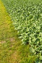 Oil radish, green manure Royalty Free Stock Photo