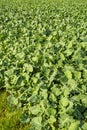 Oil radish, green manure Royalty Free Stock Photo