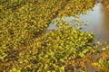 Oil radish, green manure Royalty Free Stock Photo