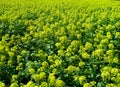 Oil - Brassica napus L Royalty Free Stock Photo