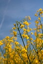 Oil flowers - agriculture, crop Royalty Free Stock Photo