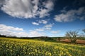 Oil Rapeseed field in the South Royalty Free Stock Photo