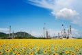 Oil Refinery factory in the morning , petrochemical plant Royalty Free Stock Photo