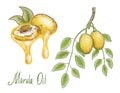 Oil Sclerocarya birrea or marula. Vector illustration.