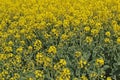 Oil seed (Canola) Royalty Free Stock Photo