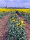 Oil seed (Canola) Royalty Free Stock Photo