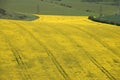 Oil seed crop