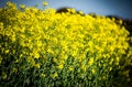 Oil seed rape detail with blue sky