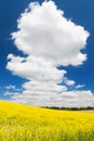 Oil seed field against blue sky Royalty Free Stock Photo