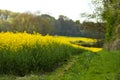 Oil seed field Royalty Free Stock Photo