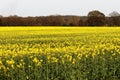 Oil seed field Royalty Free Stock Photo