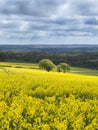 Oil Seed Field Royalty Free Stock Photo