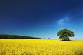 Oil seed field UK. Royalty Free Stock Photo